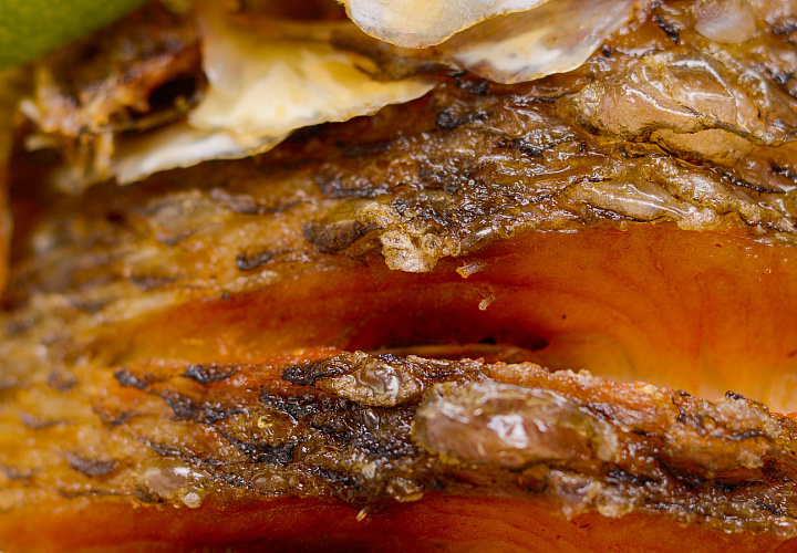 Мастер-класс Белая рыба с соусом (фото 3)