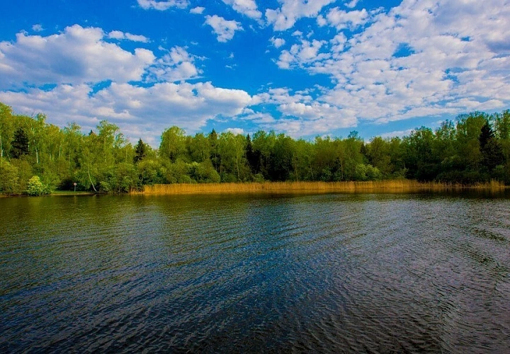 Солнечная поляна