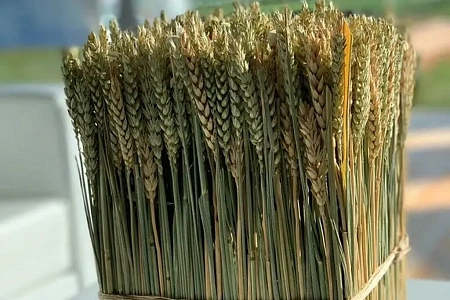 Кейтеринг выставки День поля